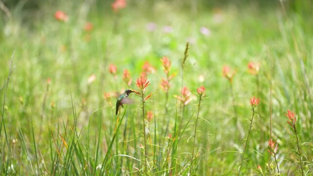 hummingbird darts and feeds and pollinates wildflowers in a remote meadow