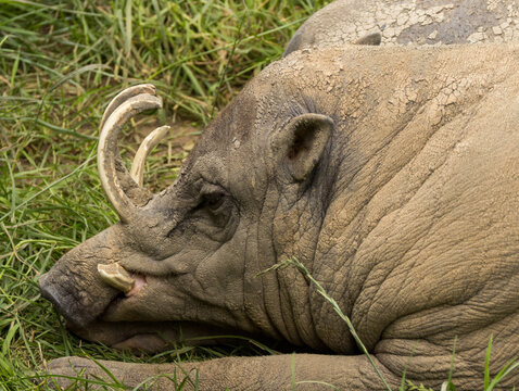  Babiroussa