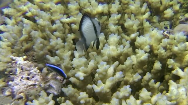 Observe the serene dance of fish among vibrant corals in the South China Sea. A black and white fish and a neon blue fish swim among the coral formations.