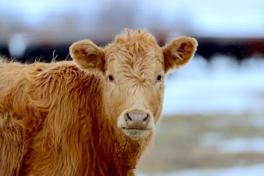 red cow looking straight on at camera with black cows in background