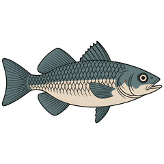 fish isolated on white background