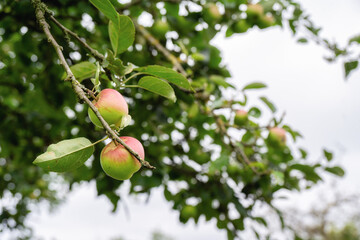 Äpfel am Baum