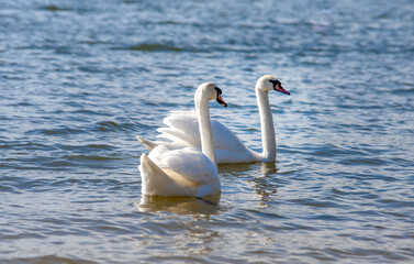 Swans swim in the lake
