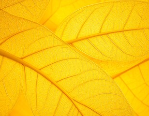 Obraz premium Abstract close-up of golden leaves exhibiting intricate veins and textures in nature