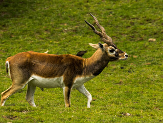 antilope cervicapre © Ludovic
