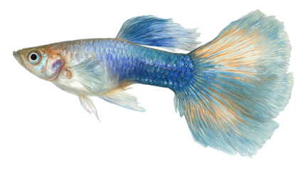 Colorful guppy fish profile