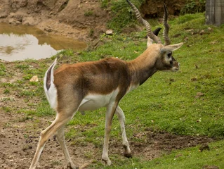 Wandcirkels Antilope antilope cervicapre  © Ludovic