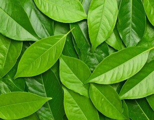 Abundant green leaf pattern offering natural texture and soothing visual appeal