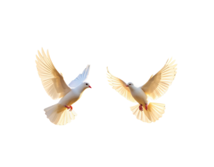 Two White Doves in Flight with Ornate Gold Frame, Tuscan Countryside in Summer Light, isolated