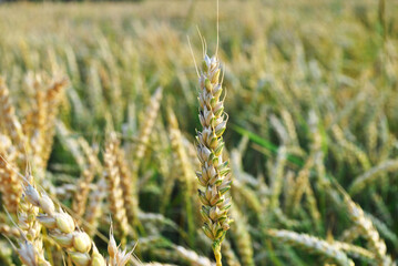 wheat field in the wind