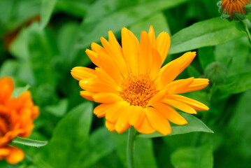 orange flower in the garden