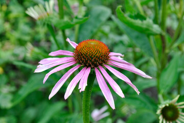 pink flower in the garden