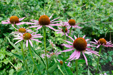 wild flowers in the garden