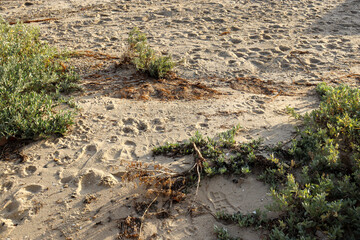 footsteps and vegetation in seaside sand dunes
