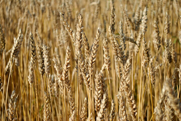golden wheat field