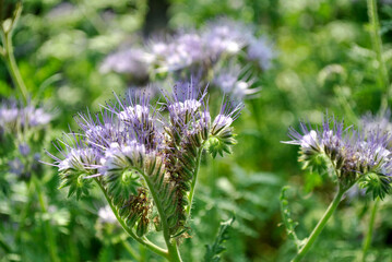 purple flower in the garden
