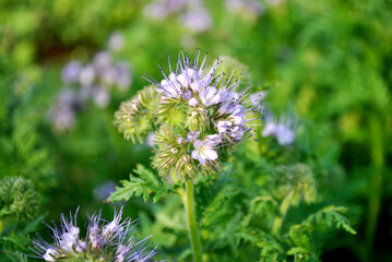 purple flowers in the garden