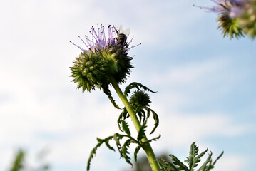 Obraz premium thistle flower on blue background