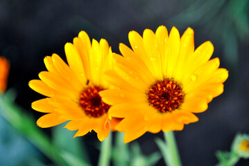 yellow flower on green background