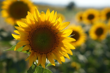 The most beautiful images of sunflowers