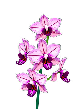 Fourcroya Longaeva Orchid. Graphic flowers Graphic. Vector flowers.