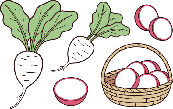 Realistic Radish Moola Forms Set with Six Detailed Illustrations. Fresh Organic Radish Design Collection for Healthy Food Projects. Realistic Moola Radish Illustration Pack with Natural Textures
