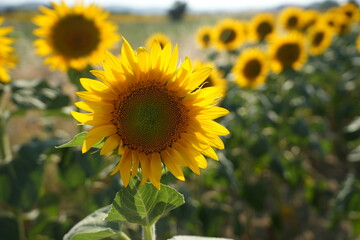 Fototapeta premium The most beautiful images of sunflowers