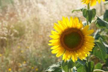 Fototapeta premium The most beautiful images of sunflowers