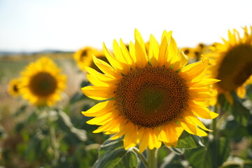 The most beautiful images of sunflowers