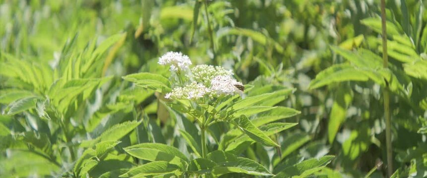 Dwarf elder plant and spotted sulphur anamorphic 4K video