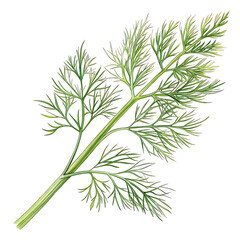 Naklejka premium Fresh Dill Garnish for Festive Appetizers in Nature-inspired Illustration