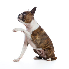 Boston Terrier on a white background