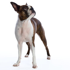 Boston Terrier on a white background