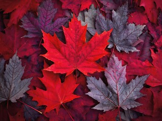 赤と紫の楓の葉が重なり合う秋の落ち葉