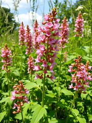 Blooming Himalayan balsam plants in a Dutch nature reserve on a sunny summer day. In the Netherlands, the plant is known as an unwanted invasive exotic species because it overgrows native nature.