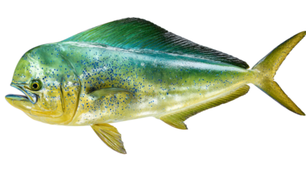 Colorful yellowtail snapper isolated