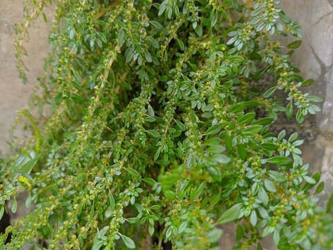 Parietaria judaica, also known as spreading pellitory or asthma weed, grows wild on a concrete wall. This resilient, green herbaceous plant thrives in urban environments.