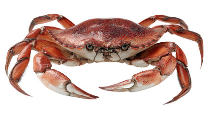 Crab against black background