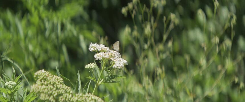 Silver-studded blue butterfly on dane weed 4k scope video