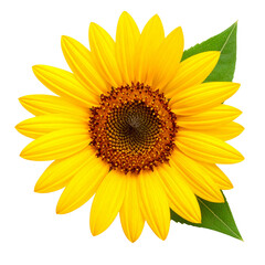 Fototapeta premium Beautiful bright yellow sunflower blossom with green leaf isolated on white background