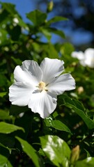 Obraz premium White flower in lush foliage