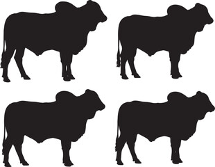 Four brahman cattle silhouettes standing side by side