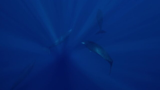 A pod of giant sperm whales swims gracefully in the depths of the ocean as sunbeams pierce through the water from above, illuminating the majestic marine mammals in a breathtaking underwater scene
