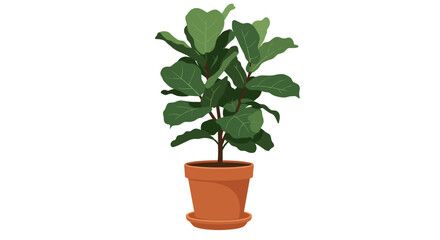 Elegant fiddle leaf fig in terracotta pot on white background