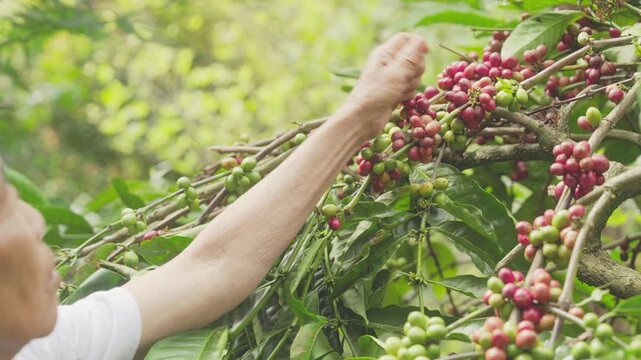 Old asian woman harvesting robusta coffee cherries on tree branch, handpicking ripe red fruits or berries on plantation, farm, Bali, indonesia