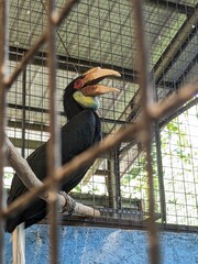 Captive Rufous-necked Hornbill: A Portrait Through Bars, Vibrant Colors Against Cage Grid
