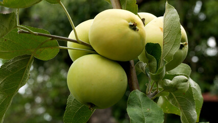 Large ripe apples on an apple tree in the garden. Cultivation of environmentally friendly fruits. Harvesting apples. Sweet vitamin fruit dessert. Harvesting apples. Apples as raw materials for juice