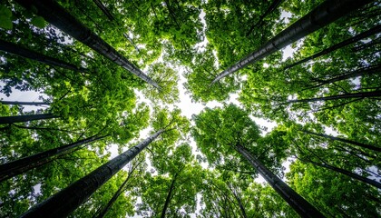 Fototapeta premium Looking upwards through tall, green trees towards the bright sky.