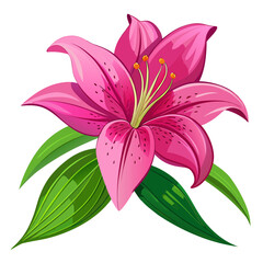 pink lily isolated on white background