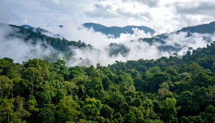 Lush tropical rainforest shrouded in a thick layer of mist, with mountains rising in the background.